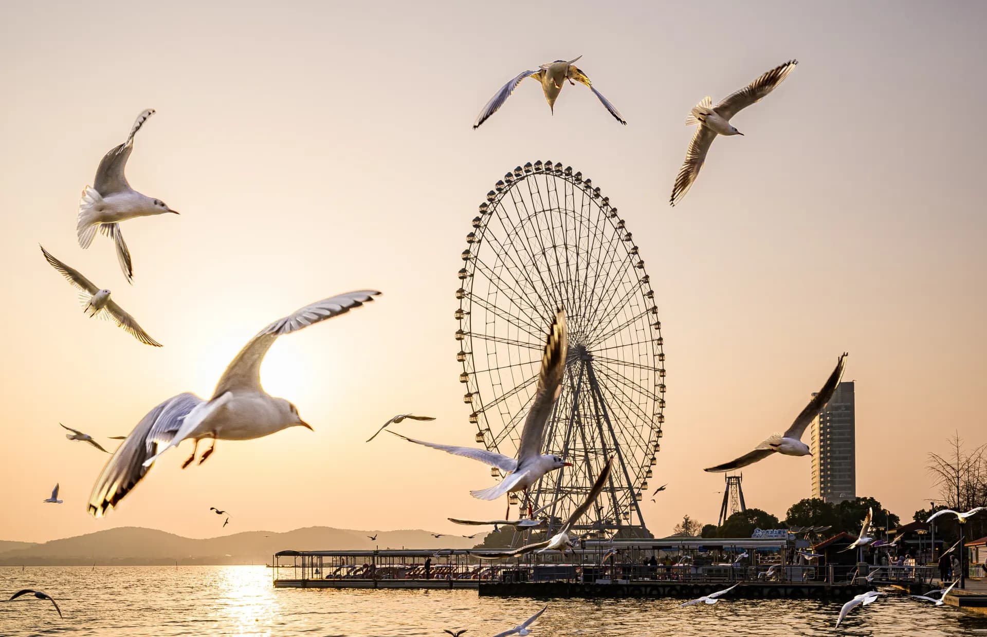 Seagulls fly near a ferris wheel at sunset.