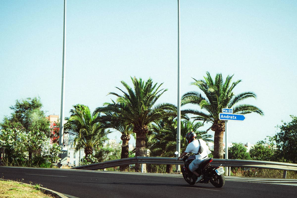 A motorcyclist rides past palm trees on a road.