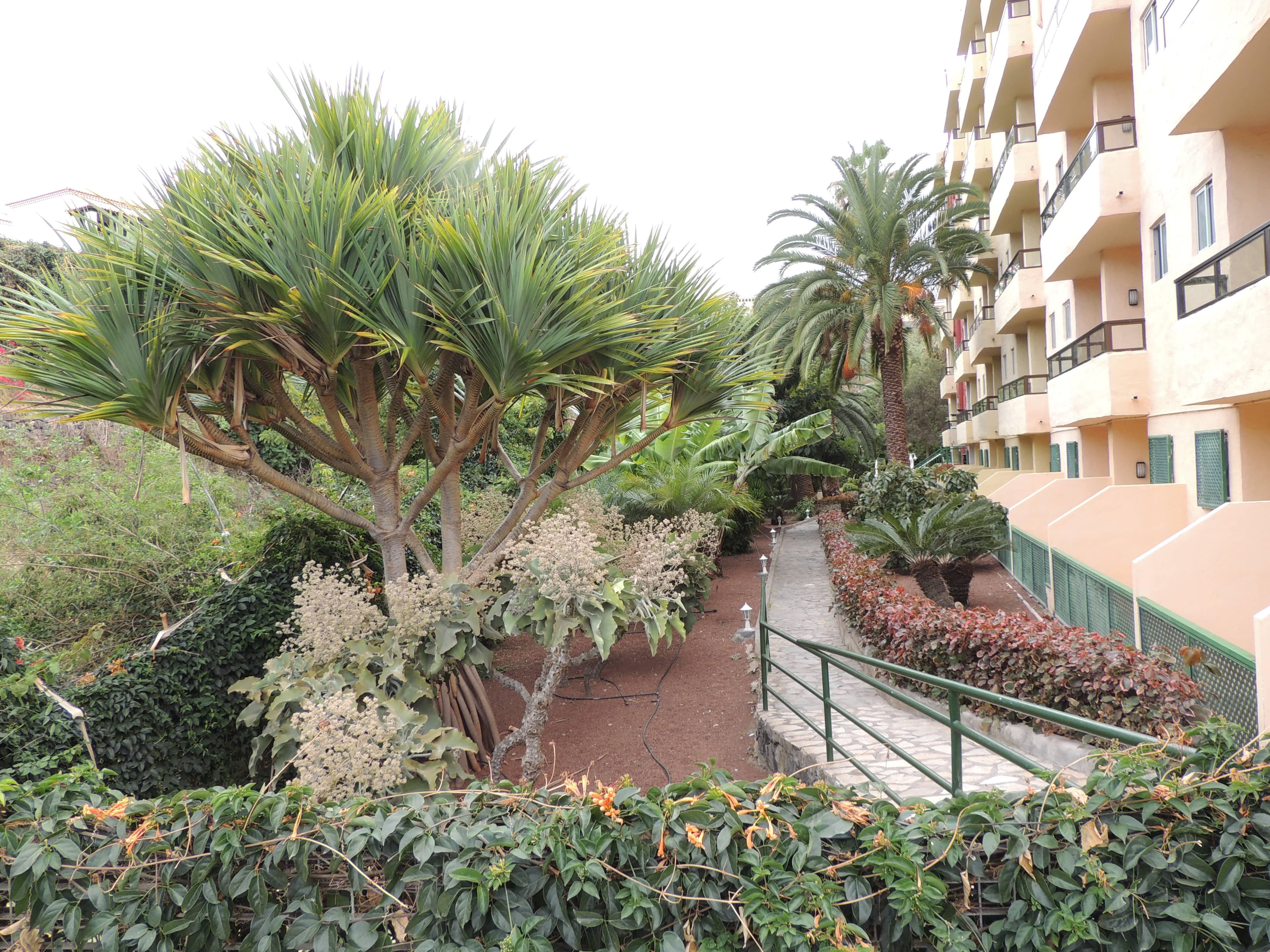 Hotel Perla Tenerife Ansicht 3