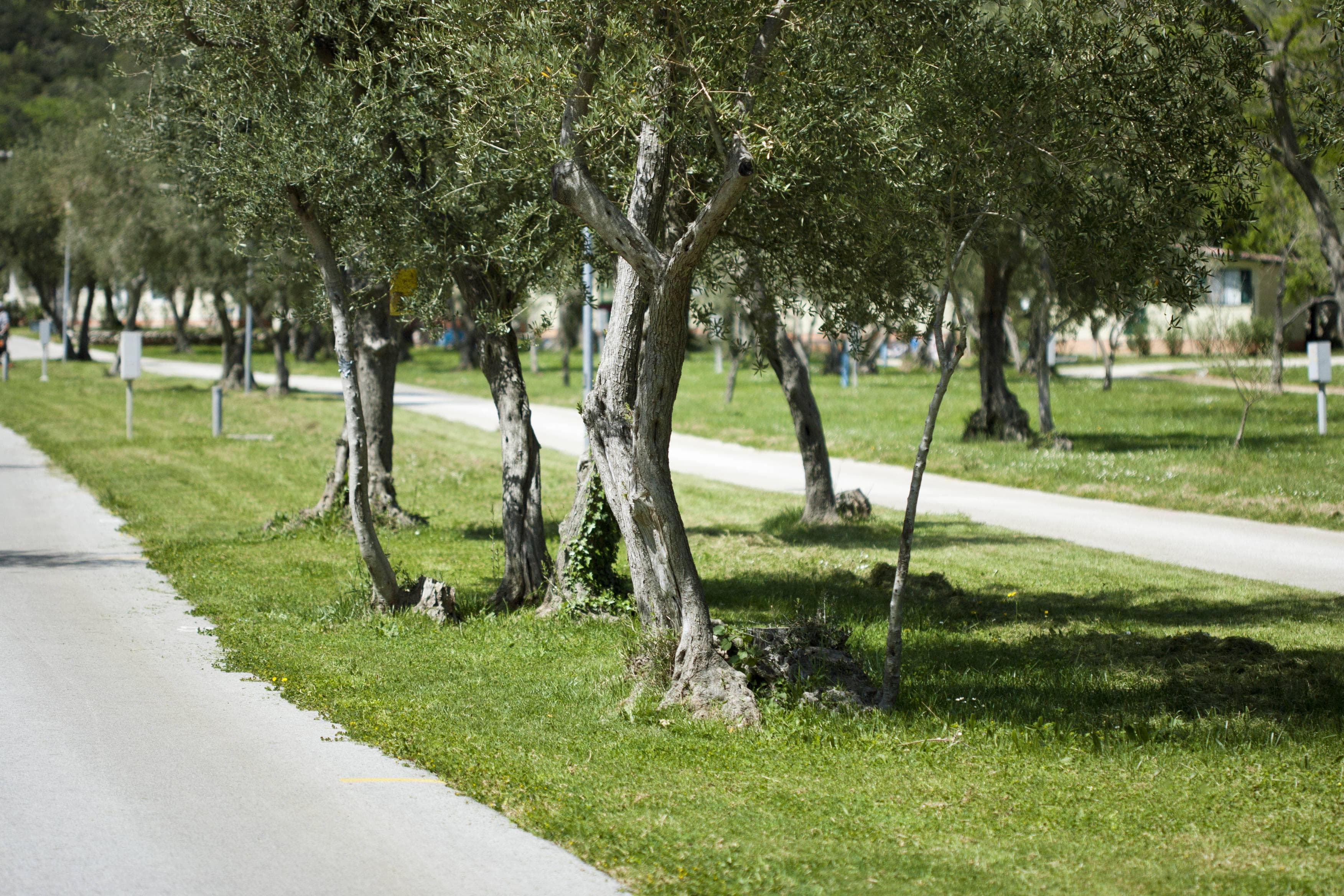 Oliva Camping - Maslinica Resort Ansicht 7