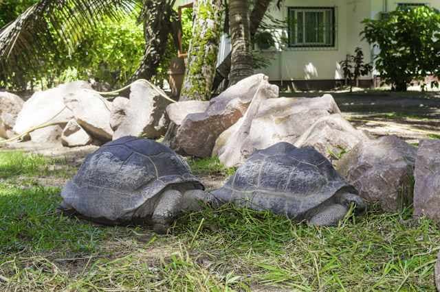 Hotel Cote d'or Lodge