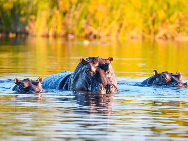 Rundreisen Namibia, Botswana & Simbabwe: Erlebnisse in kleiner Gruppe, großartige Momente in wilder Landschaft