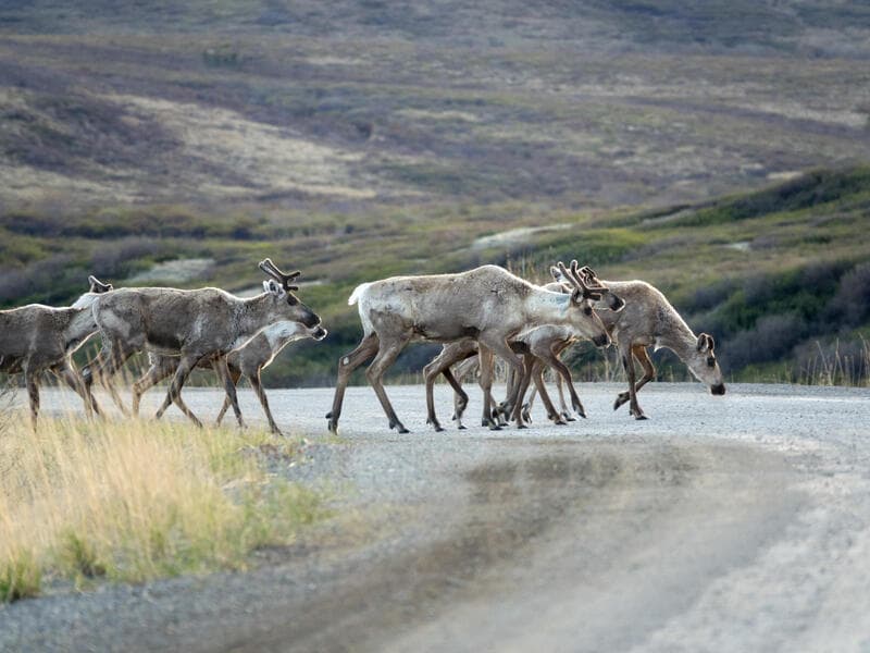Rundreisen Alaska & Kanada: Unterwegs am Rand der Wildnis