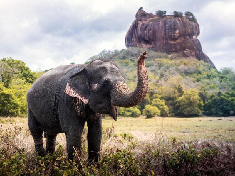 Rundreisen Sri Lanka: UNESCO-Stätten, Safari & Löwenfelsen