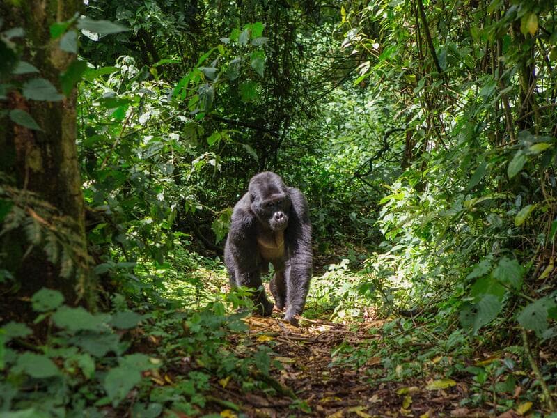 Erlebnisreisen Uganda: Im Herzen der afrikanischen Wildnis
