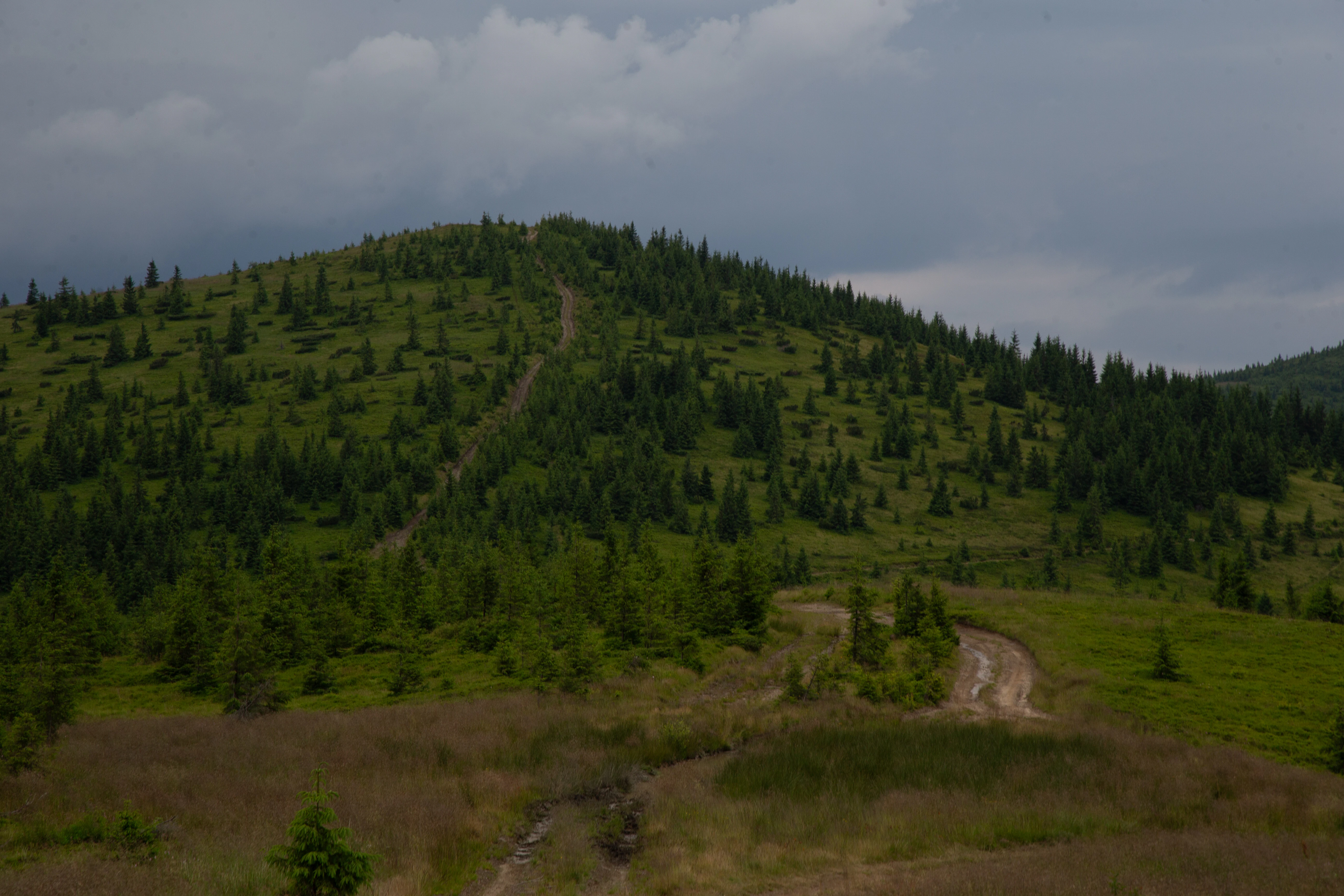 A hill with a dirt road in the middle of it
