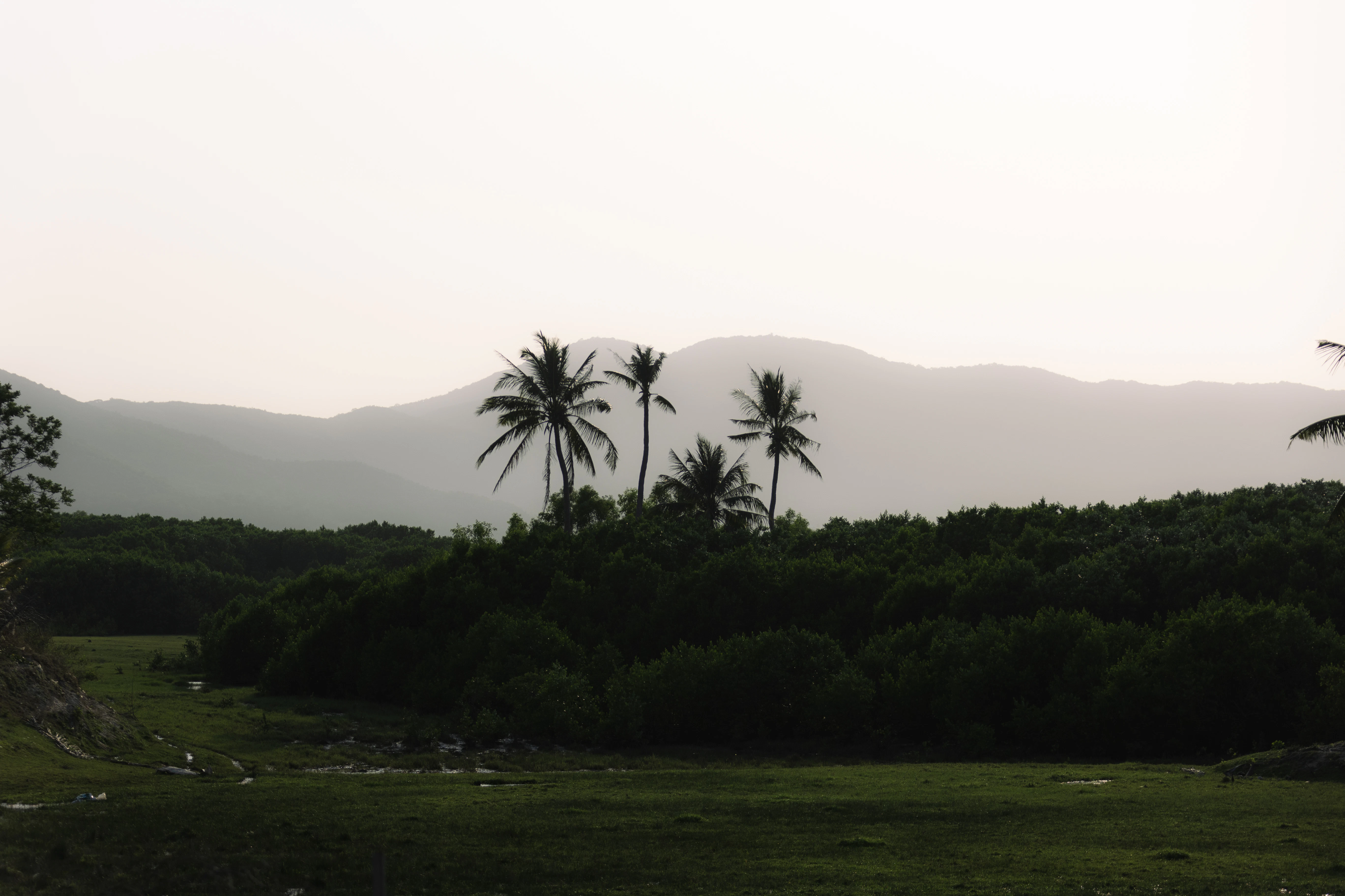 Palm trees silhouetted against hazy mountains at dusk.